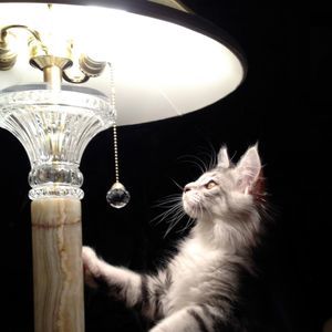 Meet your Posher, Jean